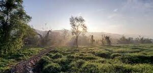 Introducción a Permacultura - Enfocado en Proyectos Comunitarios